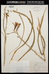 Hesperocallis undulata image