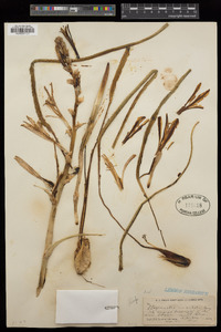 Hesperocallis undulata image