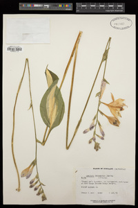 Hosta undulata image