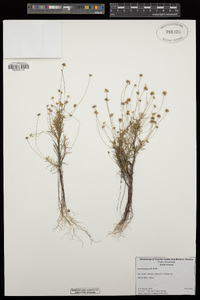 Image of Laxmannia gracilis