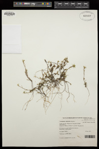 Image of Laxmannia orientalis