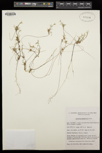 Image of Laxmannia sessiliflora