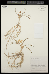 Leucocrinum montanum image