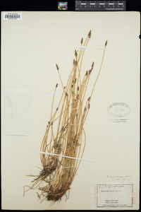 Eleocharis macrostachya image