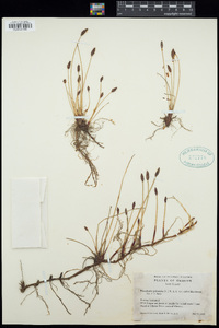 Eleocharis palustris image