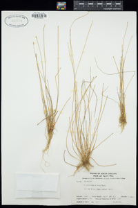 Eleocharis albida image