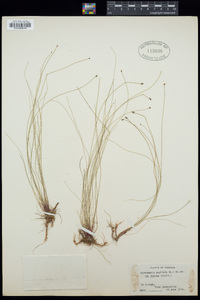 Eleocharis geniculata image