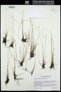 Eleocharis erythropoda image