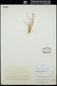 Eleocharis geniculata image