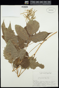 Aruncus dioicus image