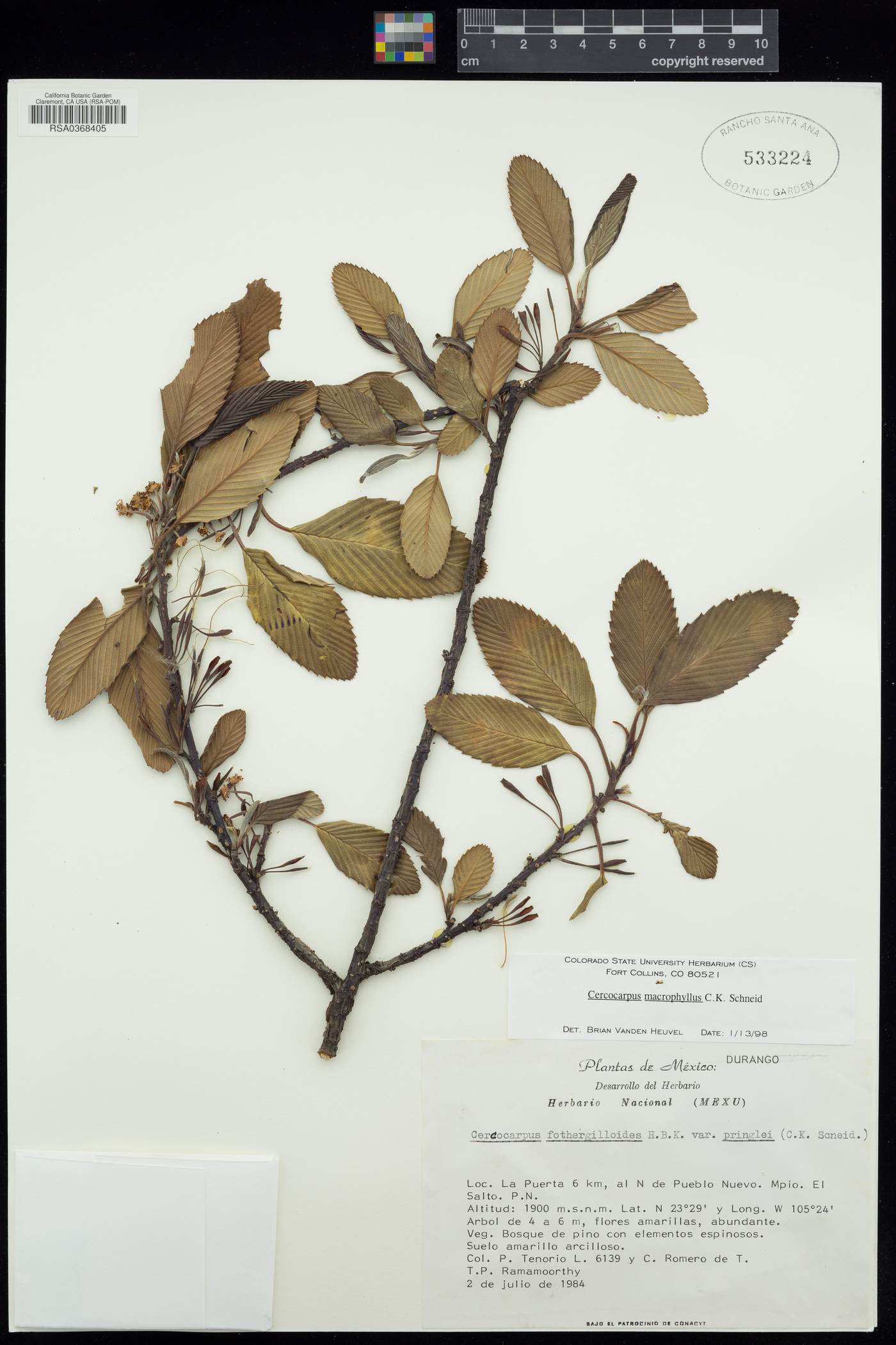 Cercocarpus macrophyllus image