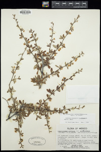 Cercocarpus montanus image