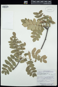 Bursera submoniliformis image