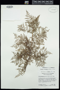 Bursera stenophylla image