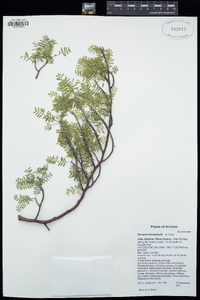 Bursera microphylla image