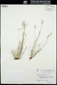 Fimbristylis autumnalis image