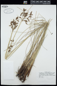 Fimbristylis castanea image