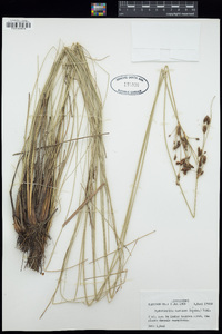 Fimbristylis castanea image