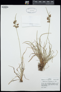 Fimbristylis dichotoma image