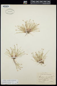 Eleocharis olivacea image