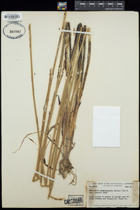 Eleocharis quadrangulata var. crassior image