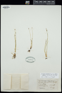 Eleocharis quinqueflora image