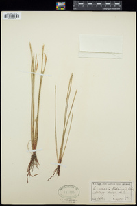 Eleocharis robbinsii image