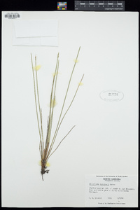 Eleocharis robbinsii image