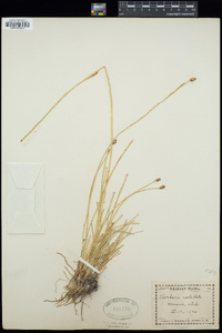 Eleocharis rostellata image