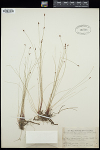 Eleocharis tenuis image