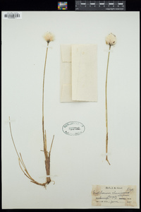 Eriophorum chamissonis image