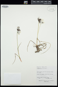 Eriophorum angustifolium image