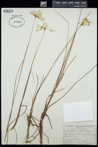 Eriophorum angustifolium image