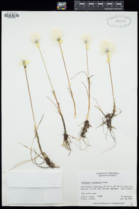 Eriophorum scheuchzeri image