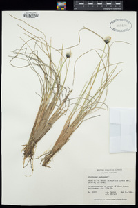 Eriophorum vaginatum image