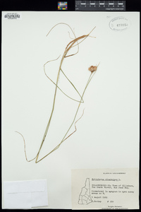 Eriophorum virginicum image