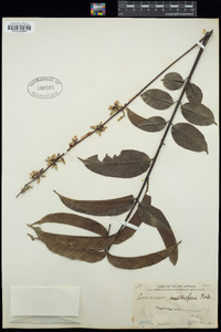 Canarium hirsutum subsp. hirsutum image