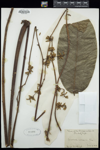 Canarium hirsutum subsp. hirsutum image