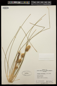 Lomandra leucocephala image