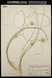Lomandra leucocephala image
