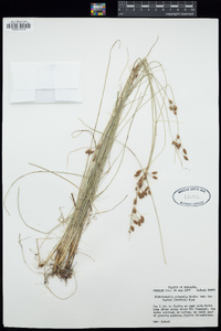 Fimbristylis puberula image