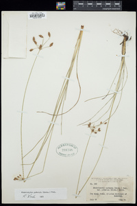 Fimbristylis puberula image