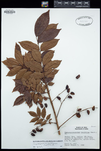 Image of Crepidospermum goudotianum
