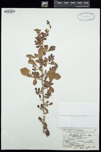 Commiphora africana image