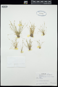 Isolepis carinata image