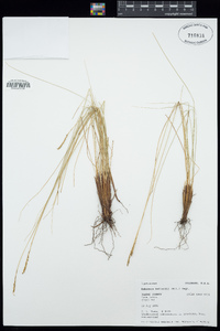 Kobresia myosuroides image