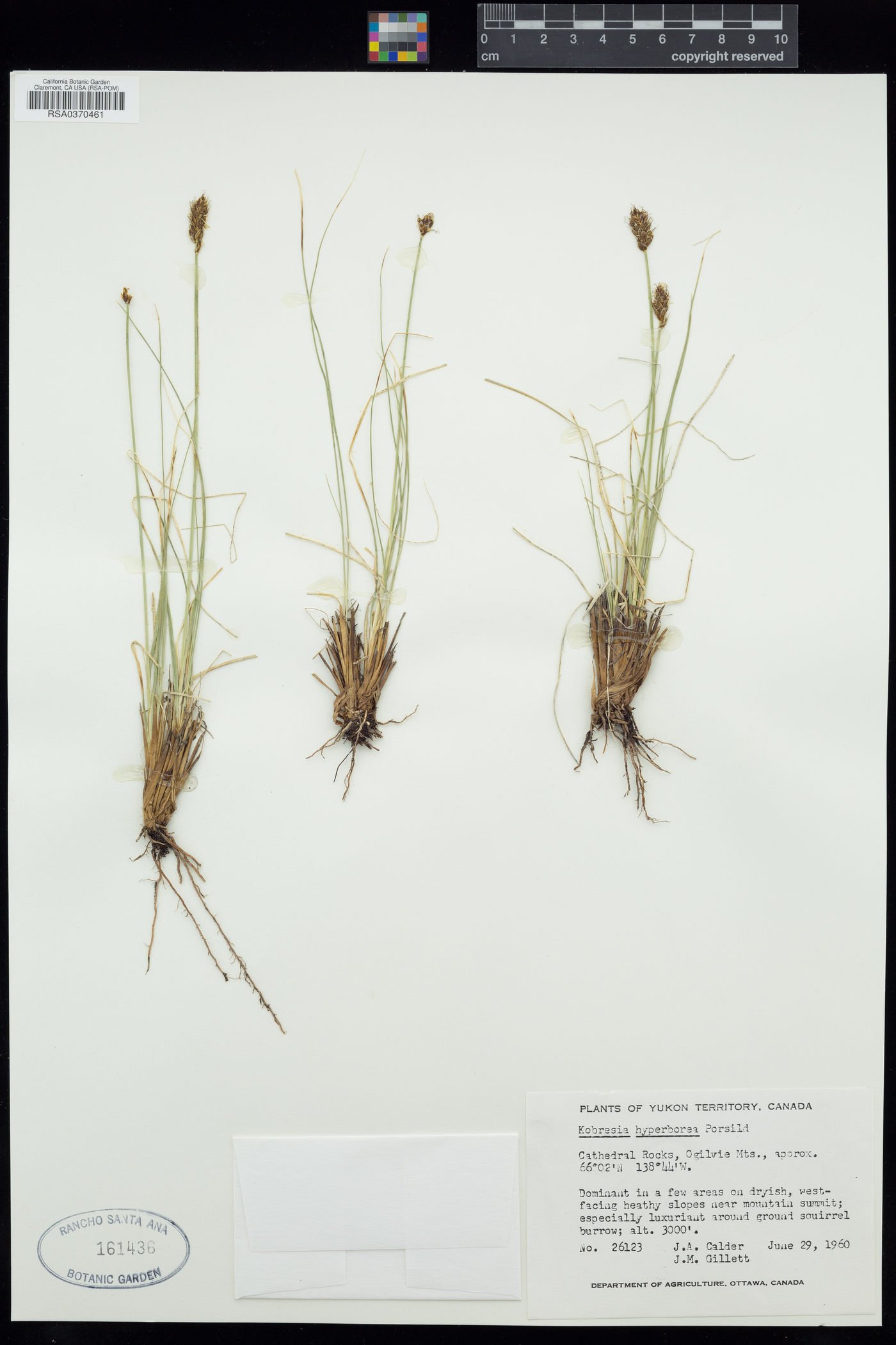 Carex borealipolaris image