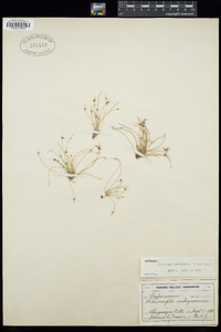 Cyperus subsquarrosus image