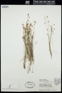 Rhynchospora capillacea image