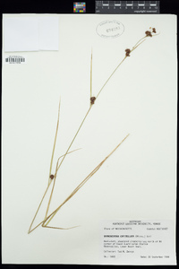 Rhynchospora capitellata image